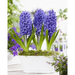 Hyacinth Blue Pearl – 3 pcs