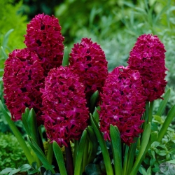 Hyacinthus Woodstock - Hyacinth Woodstock - 3 bulbs