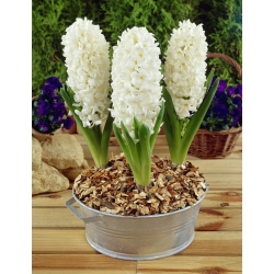 Hyacinthus Aiolos - Hyacinth Aiolos - 3 bulbs