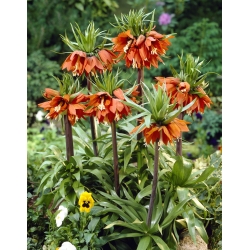 Fritillaria imperialis - arancione