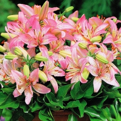 Lilium, Lily Pink Pixie