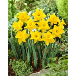 Narcissus Unsurpassable - Daffodil Unsurpassable - 5 bulbs