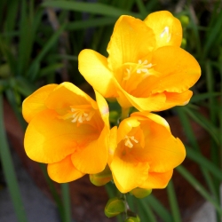 Freesia - Single Yellow - pacchetto di 10 pezzi