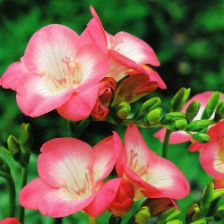 Freesia - Single Pink - pacchetto di 10 pezzi