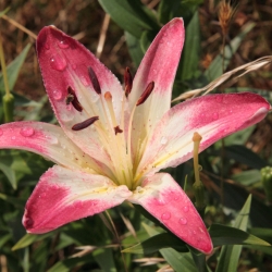 Lilium, Lily Lollypop