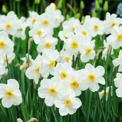 مجموعه 5 - اصلاح طلسم شاعر - 25 عدد؛ نارتیس شاعر، نرگس، چشم فازن، گل نیل، پیازچه زرد - 