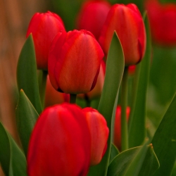 Tulipa Red - Tulip Red - 5 bulbs