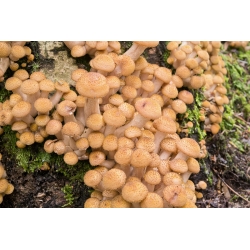 Armillaire couleur de miel - Armillaria mellea