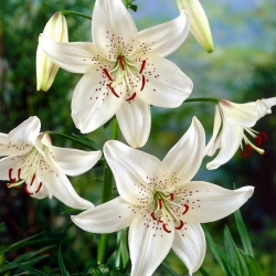 Lelie White Tiger - Lilium White Tiger