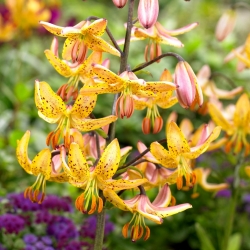 Lilium, Lily Martagon Yellow - umbi / umbi / akar - Lilium Martagon Yellow