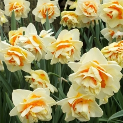 مرد عنکبوتی - 5 عدد؛ نارسیس - Narcissus