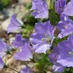 Karpaten-Glockenblume, Tussock-Glockenblumensamen - Campanula carpatica - 3900 Samen - 