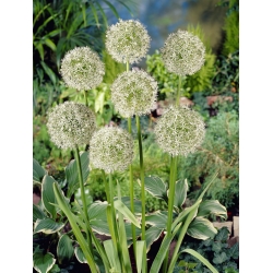 Aglio decorativo - Mount Everest - Allium Mount Everest