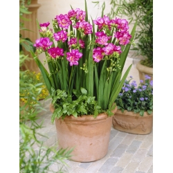 Freesia - Double Pink - pacchetto di 10 pezzi
