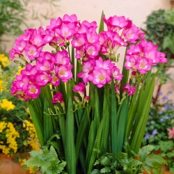 Freesia - Single Pink - pacchetto di 10 pezzi