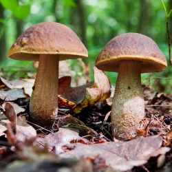 Bolete à tige rugueuse, tige de scabre, bolet de bouleau - frai frais (mycélium) - emballage plus grand