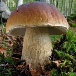 Mykorrhiza - Impfstoff (Mykorrhiza) - Steinpilz - Pantoffel - Steinpilz - essbare Waldpilze - 