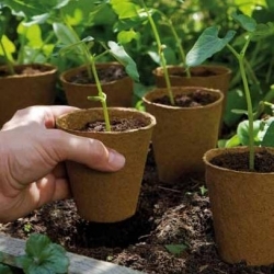 गोल पीट बर्तन ø11 x 13 सेमी - 100 टुकड़े - 