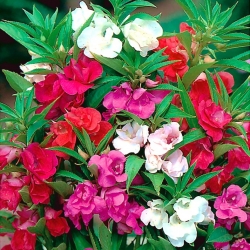 Balsam Garden - مخلوط دانه؛ گل رز - Impatiens balsamina