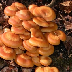 Pholiote changeante - Kuehneromyces mutabilis