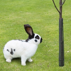 Wide young tree cover - 100 cm - 3 pieces