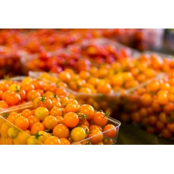 Semena paradižnika Venere - Lycopersicon esculentum - Lycopersicon esculentum Mill 