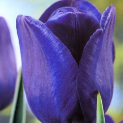 ट्यूलिप ब्लू - बड़ा पैक! - 50 पीसी - 