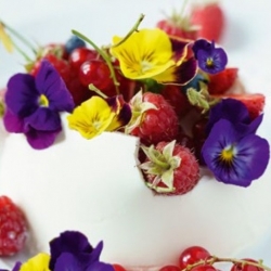 Edible Flowers - Large-flowered garden pansy - colour variety mix