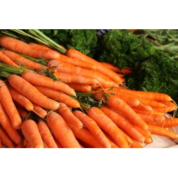 Carrot "Bolero" - early variety