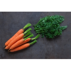 Carrot "Bolero" - early variety