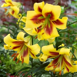 Pohon lily - Robert Swanson - 