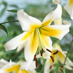 Pohon lily - Tuan Pistache - 