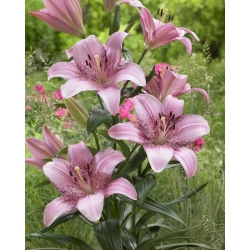 Asiatic lily - Cogoleto