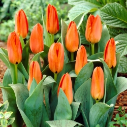 Niedrig wachsende orange Tulpe - Greigii Orange - 5-tlg. - 