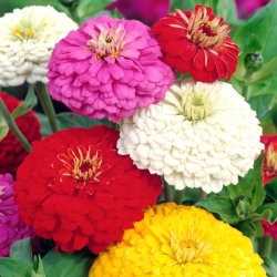 Zinnia de flores grandes "Super Yoga" - 120 semillas - Zinnia elegans dahliaeflora