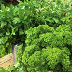 Parsley - a selection of varieties - PELLETED SEEDS - 300 seeds