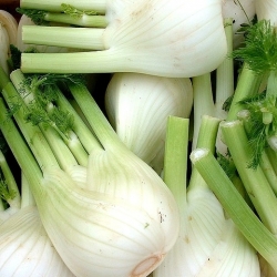 Fennel Mammoth seeds - Foeniculum vulgare - 200 seeds