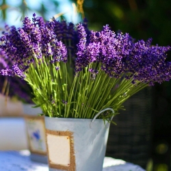 Home Garden - Lavendel "Munstead Strain" - för inomhus och balkong odling; smalbladig lavendel, trädgårds lavendel, engelsk lavendel - 200 frön - Lavandula angustifolia
