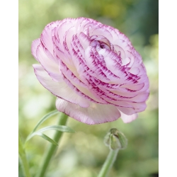 Buttercup Aviv Picotee Pink - 10 piezas