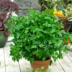 Leaf parsley "Fest" - 1200 seeds