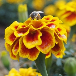 Orange-mahogany french marigold "Queen Sophia" - 525 seeds
