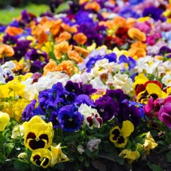 Large flowered  garden pansy - variety mix - 600 seeds