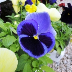 Large-flowered garden pansy - blue with a black spot - 400 seeds