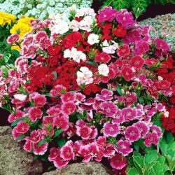 Fainbow pink - variety selection; China pink - 1100 seeds