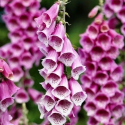 Digital - 1000 semillas - Digitalis purpurea