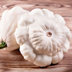 Courge Pâtisson  Blanche "Disco" - 36 graines - Cucurbita pepo