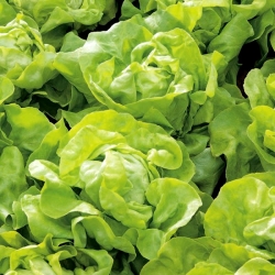 Butterhead lettuce 'Nawojka' - for cultivation in the spring