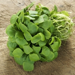 Purslane, Verdolaga seeds - Portulaca oleracea - 1100 seeds