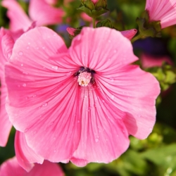 مالو-کرت، سالم مالاپی، مالوپپی، بنفش اسپانیایی هلو - 270 دانه - Malope trifida