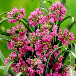 Allium oreophilum - pacchetto di 20 pezzi